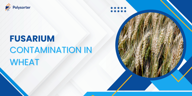 Fusarium Contamination in Wheat