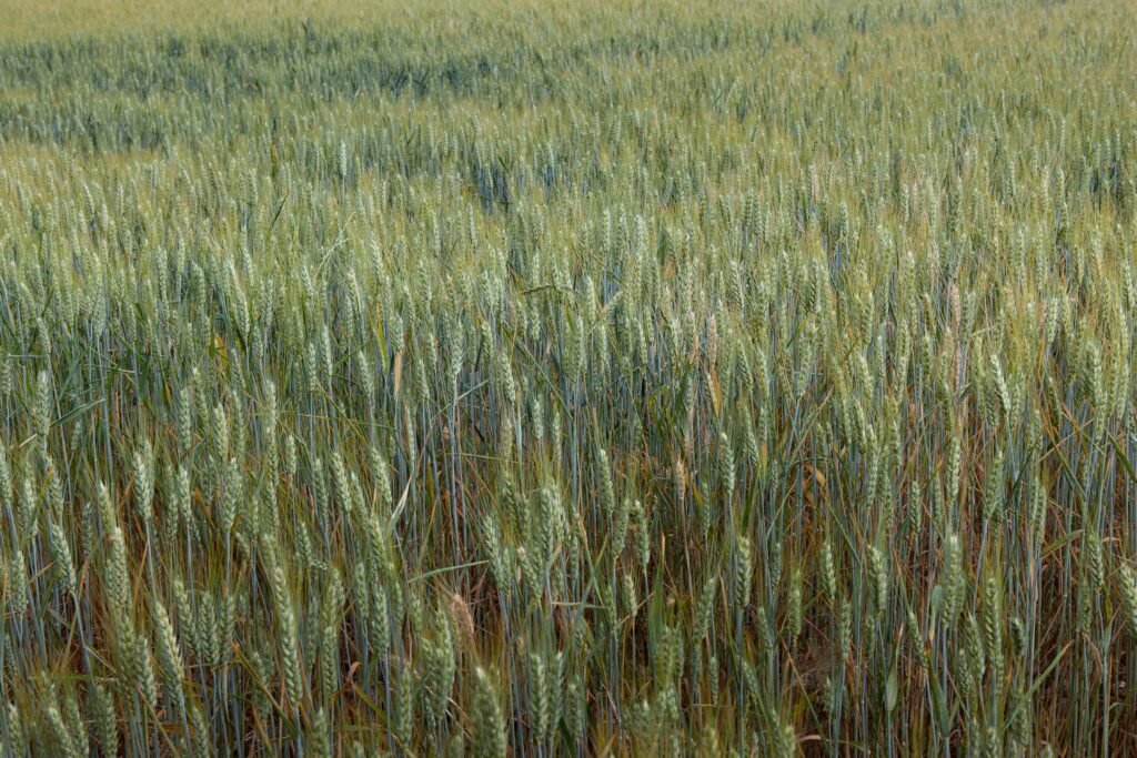 field-of-wheat-growing-in-summer-sunlight