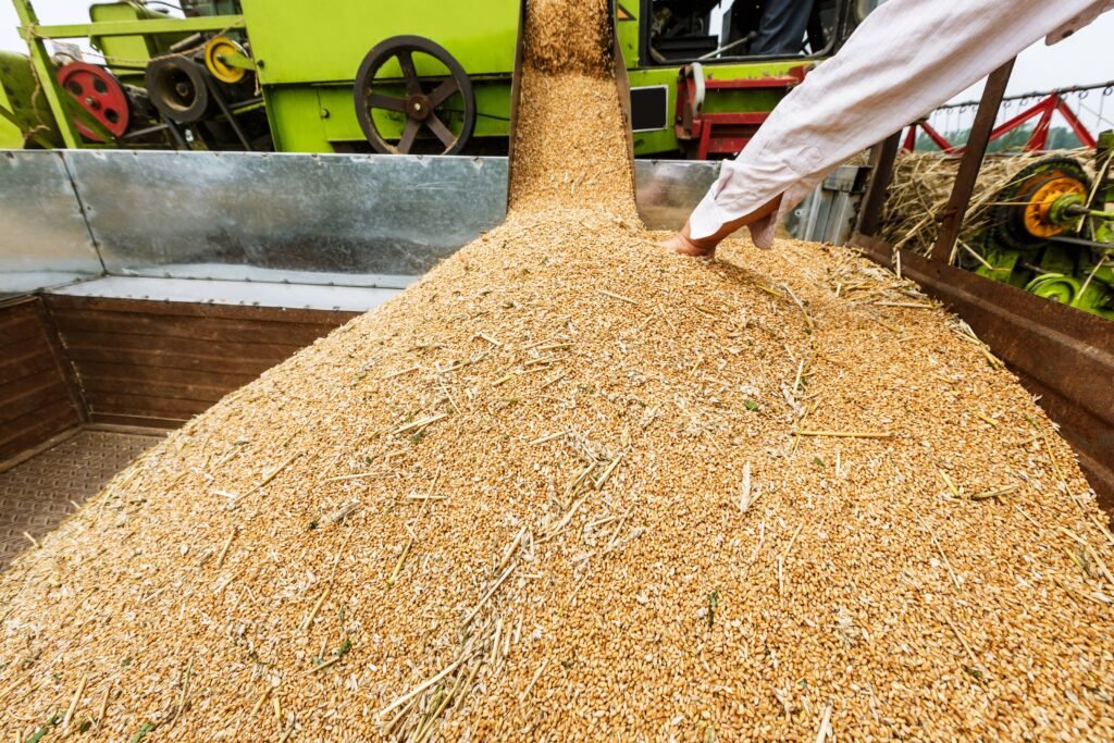 harvesting-grain-with-combine-harvester-on-a-farm